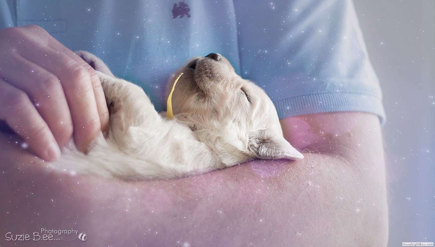 img_92892web I-Wurf 17.05.2025, 5 Hündinnen und 4 Rüden