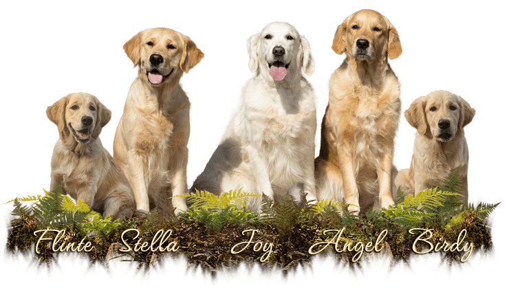 Kennel Dudley's Golden Retriever FCI / VDH