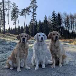 v.li. Stella, Joy & Angel