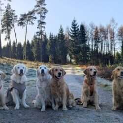 v.li. Birdy, Dyke, Joy, Stella, Flinte & Angel