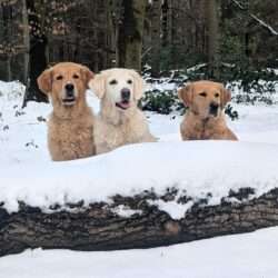 v.li. Angel, Joy & Stella